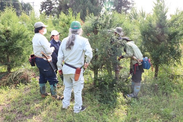スギ採穂台木の仕立てに関する職員研修4