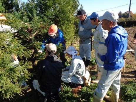 写真1.スギ採種木の剪定に関する実技指導