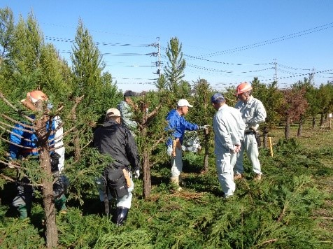 写真2.スギ採種木の剪定に関する実技指導
