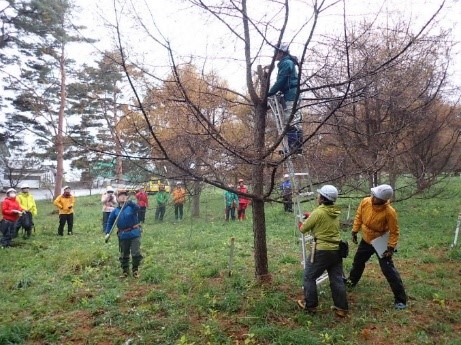 写真3.カラマツ採種木の剪定に関する実技指導