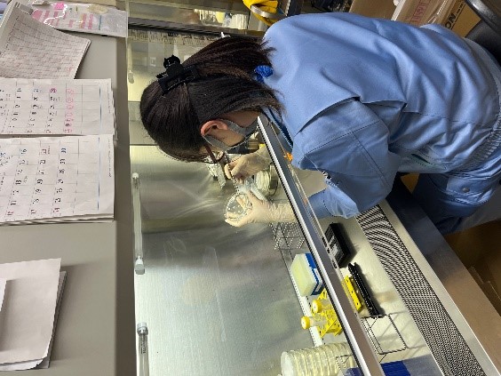 クリーンベンチ内での細胞の採取