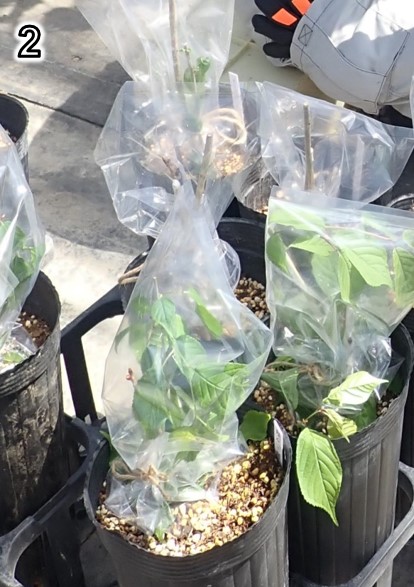 2.乾燥防止のために接合部に袋を被せる。