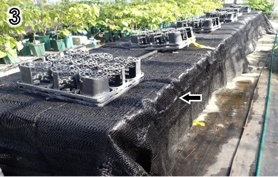 3.寒冷紗（矢印）で覆って直射日光で苗木が高温にならないように調節する。