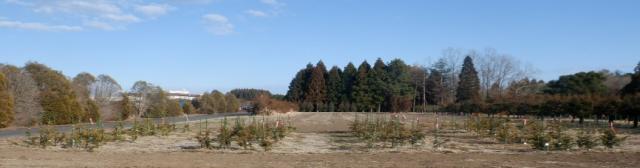 低台に仕立てる原種園