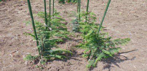 低台に仕立てる原種園