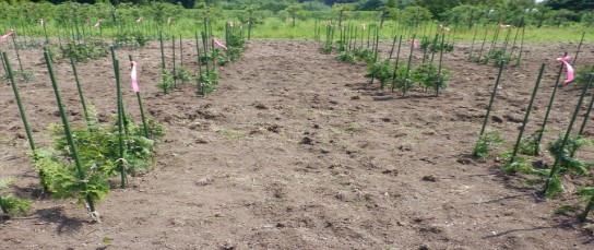 低台に仕立てる原種園