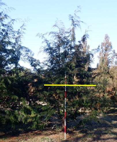 高台仕立ての原種園