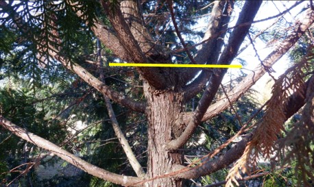 高台仕立ての原種園