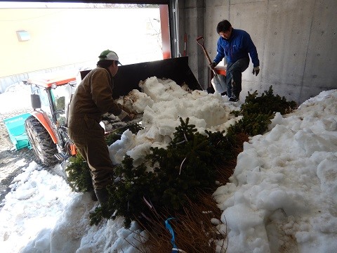 苗木の根に雪をかけて貯蔵（令和6年3月27日）