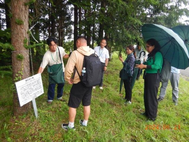 カラマツの遺伝資源保存園で材質調査の方法についての説明風景