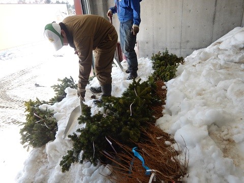 貯蔵したトドマツの苗木（令和6年3月27日）