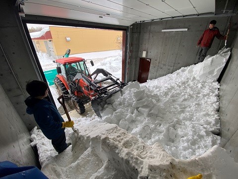 貯蔵したトドマツの苗木（令和6年3月27日）