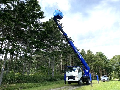高所作業車による球果採取の様子（令和6年度に北海道育種場で実施した球果採取の様子）