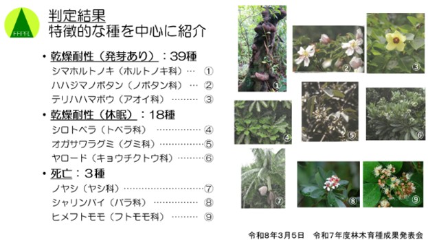 小笠原諸島の希少樹種保全の取組