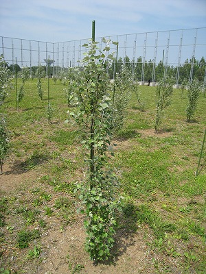 kakuri2008-2