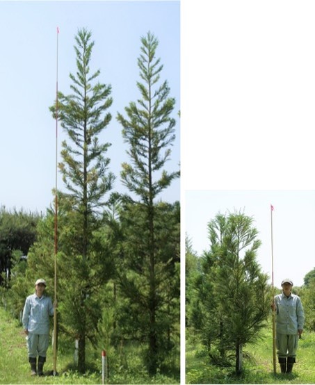 植栽後4年のエリートツリー