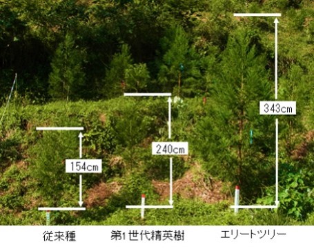 エリートツリー