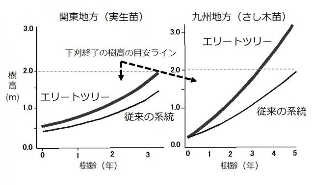エリートツリーと従来種の初期成長(スギ)