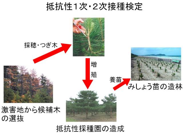 マツノザイセンチュウ抵抗性育種の進め方