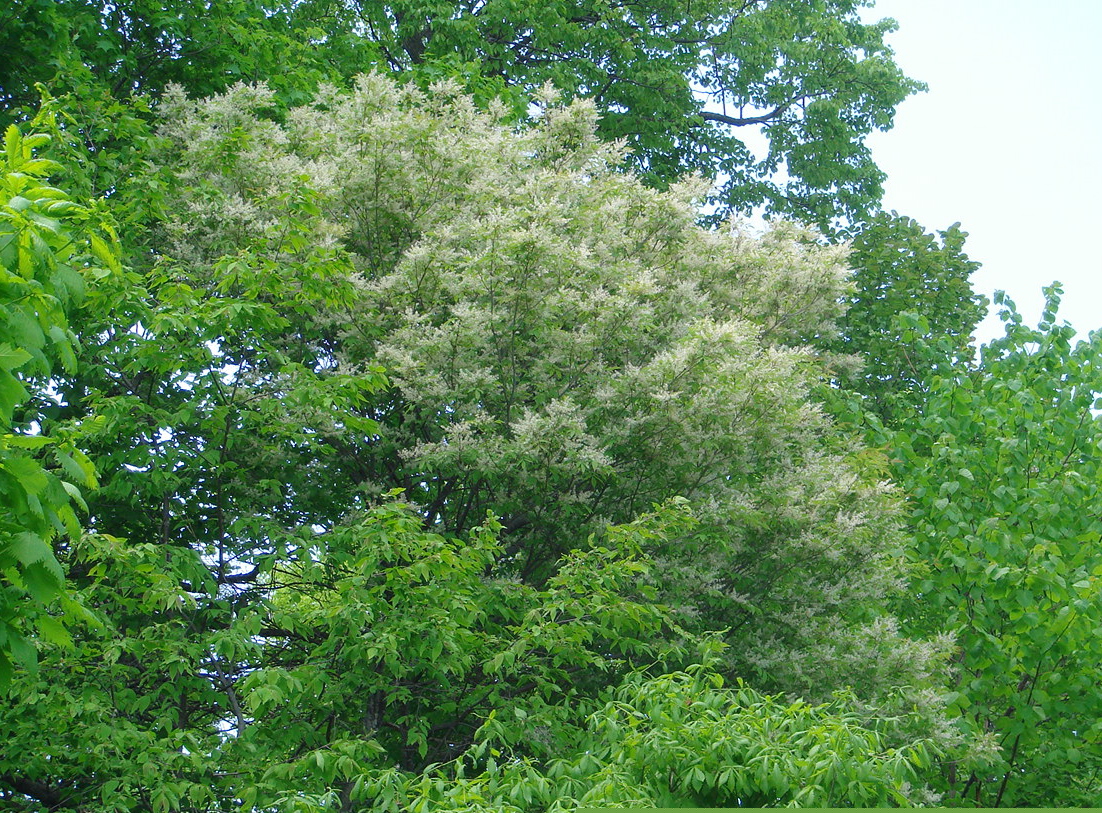 アオダモの着花の様子