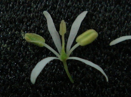 アオダモの両性花