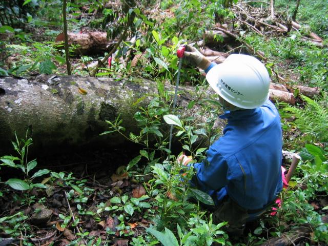 写真-6植栽1年後のシマホルトノキ