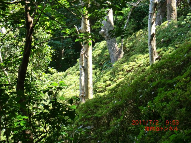 写真-9ハハジマ植栽区域の遠景