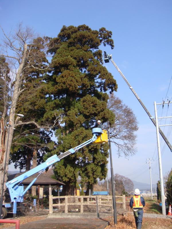田村神社のスギ