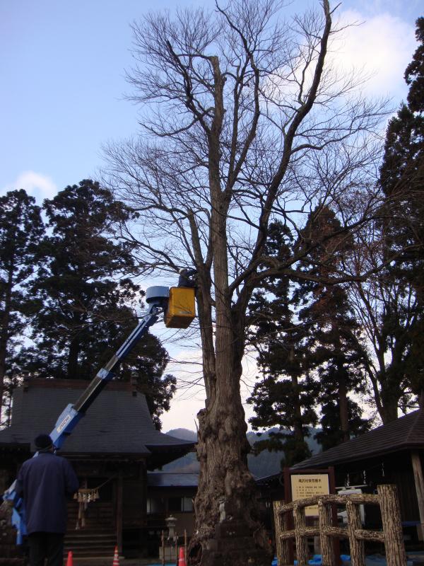 田村神社のカツラ