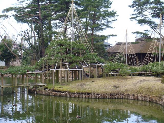 中島の松