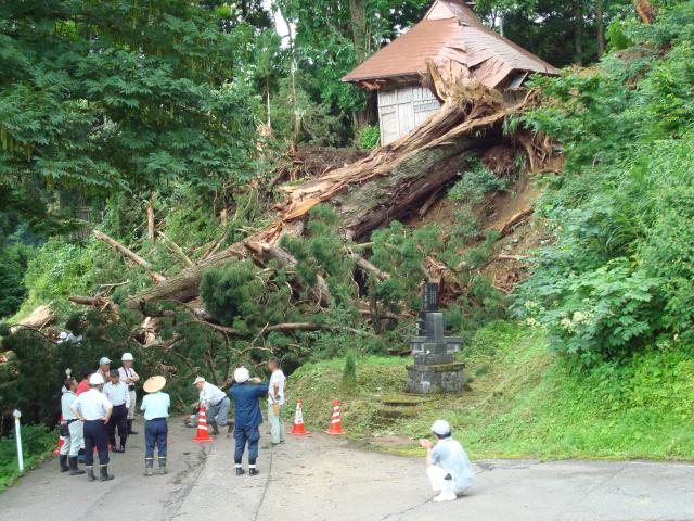 倒壊した中尾の大杉