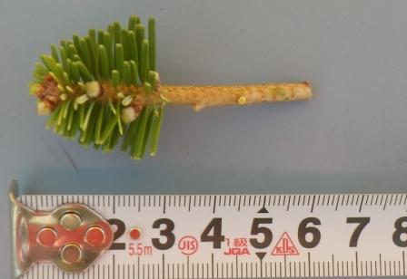 写真4　葉を切り除いたつぎ穂
