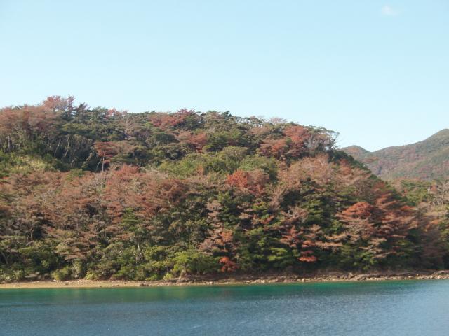 奄美群島におけるマツノザイセンチュウ等による被害状況
