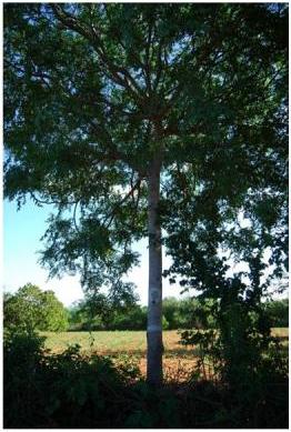 photo6 Melia plus tree