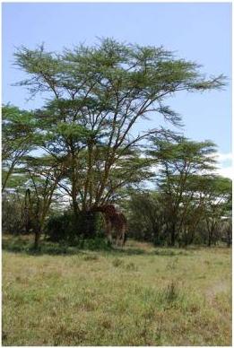 photo7 Acacia totilis