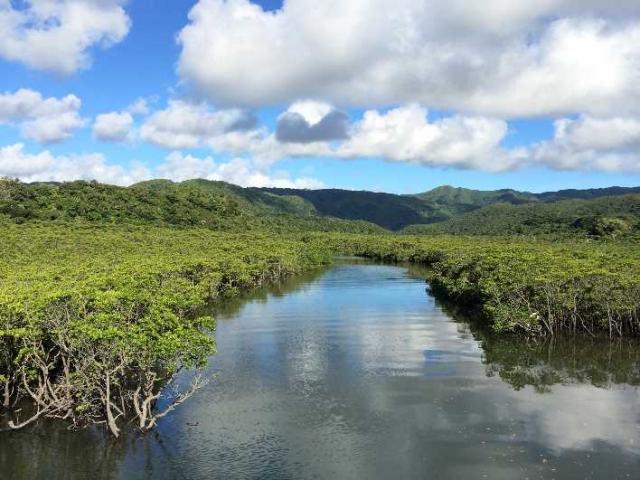 mangrove_1