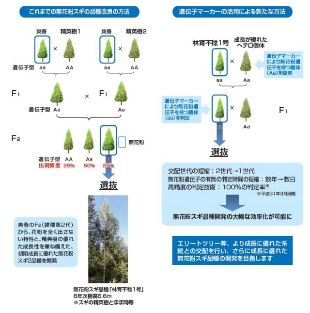 精英樹との交配による無花粉スギの品種改良