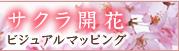 サクラ開花ビジュアルマッピング