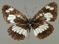 n_ruvularis-e_1