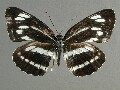 n_philyra-e_1