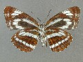 n_philyra-e_2