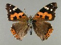 v_indica-e_1
