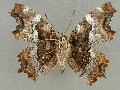 n_vau-album-e_2