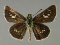 p_pellucida-e_1