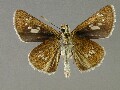 p_pellucida-e_2