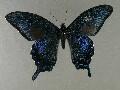 p_bianor-e_1
