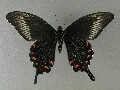 p_bianor-e_2