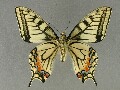 p_machaon-e_2