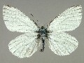 p_napi-e_1
