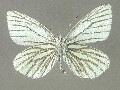 p_napi-e_2